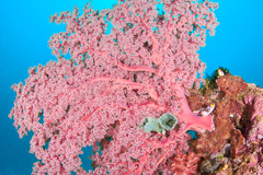 Siphonogorgia godeffroyi