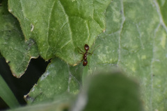 Solenopsis geminata