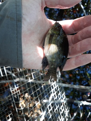 Oreochromis niloticus