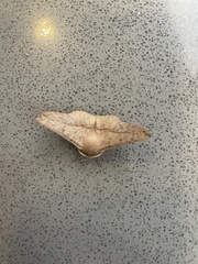 Antictenia punctunculus