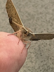 Antictenia punctunculus