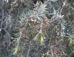 Juniperus oxycedrus