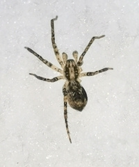 Anyphaena accentuata