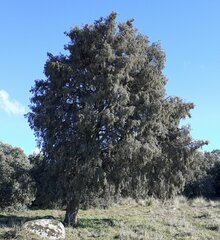 Juniperus oxycedrus