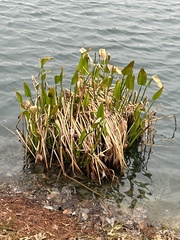 Pontederia cordata