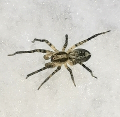 Anyphaena accentuata