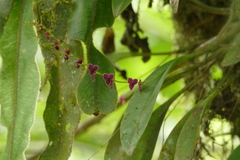 Stelis argentata
