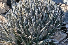 Gonialoe