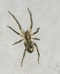 Anyphaena accentuata