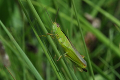 Mecostethus parapleurus