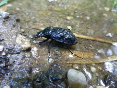 Carabus nodulosus