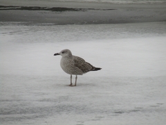 Larus argentatus
