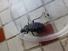 Carabus nodulosus