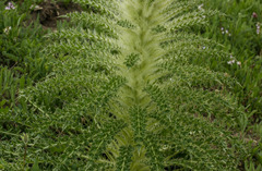 Cirsium scopulorum