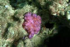Pocillopora