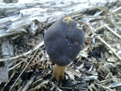 Helvella lacunosa