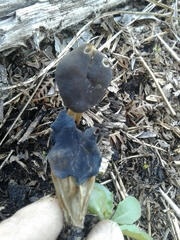 Helvella lacunosa