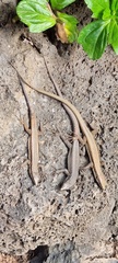 Teira dugesii dugesii
