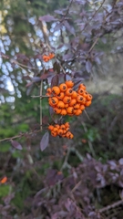 Pyracantha coccinea