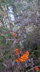 Pyracantha coccinea