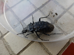 Carabus nodulosus