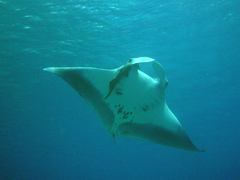 Mobula birostris