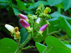 Amphilophium pannosum