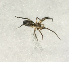 Anyphaena accentuata