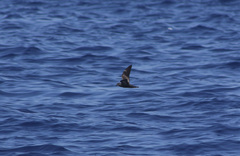 Hydrobates monorhis