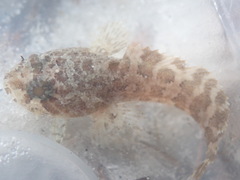 Opsanus beta