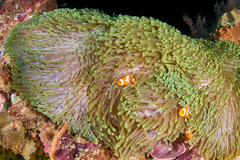 Heteractis magnifica