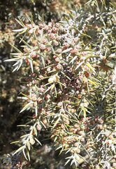 Juniperus oxycedrus