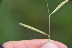 Paspalum denticulatum