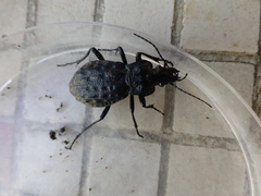Carabus nodulosus