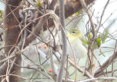Leiothlypis peregrina