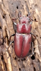 Lucanus elaphus