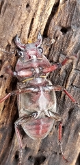 Lucanus elaphus