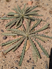 Eulobus californicus