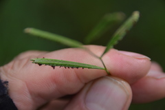 Paspalum denticulatum