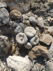 Epithelantha bokei