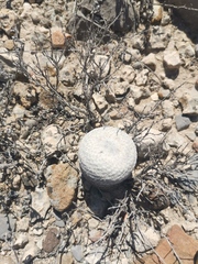 Epithelantha bokei