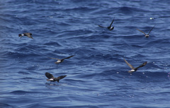Hydrobates pelagicus