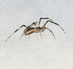 Episinus angulatus