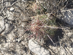 Thelocactus bicolor bicolor