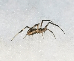 Episinus angulatus