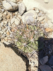 Coryphantha poselgeriana