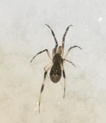 Episinus angulatus
