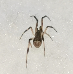 Episinus angulatus