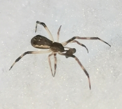 Episinus angulatus