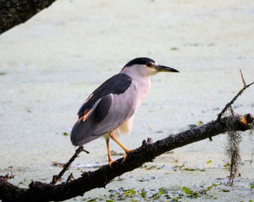Nycticorax nycticorax image